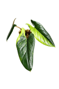 Alocasia Scalprum Aurea (Rhizom)