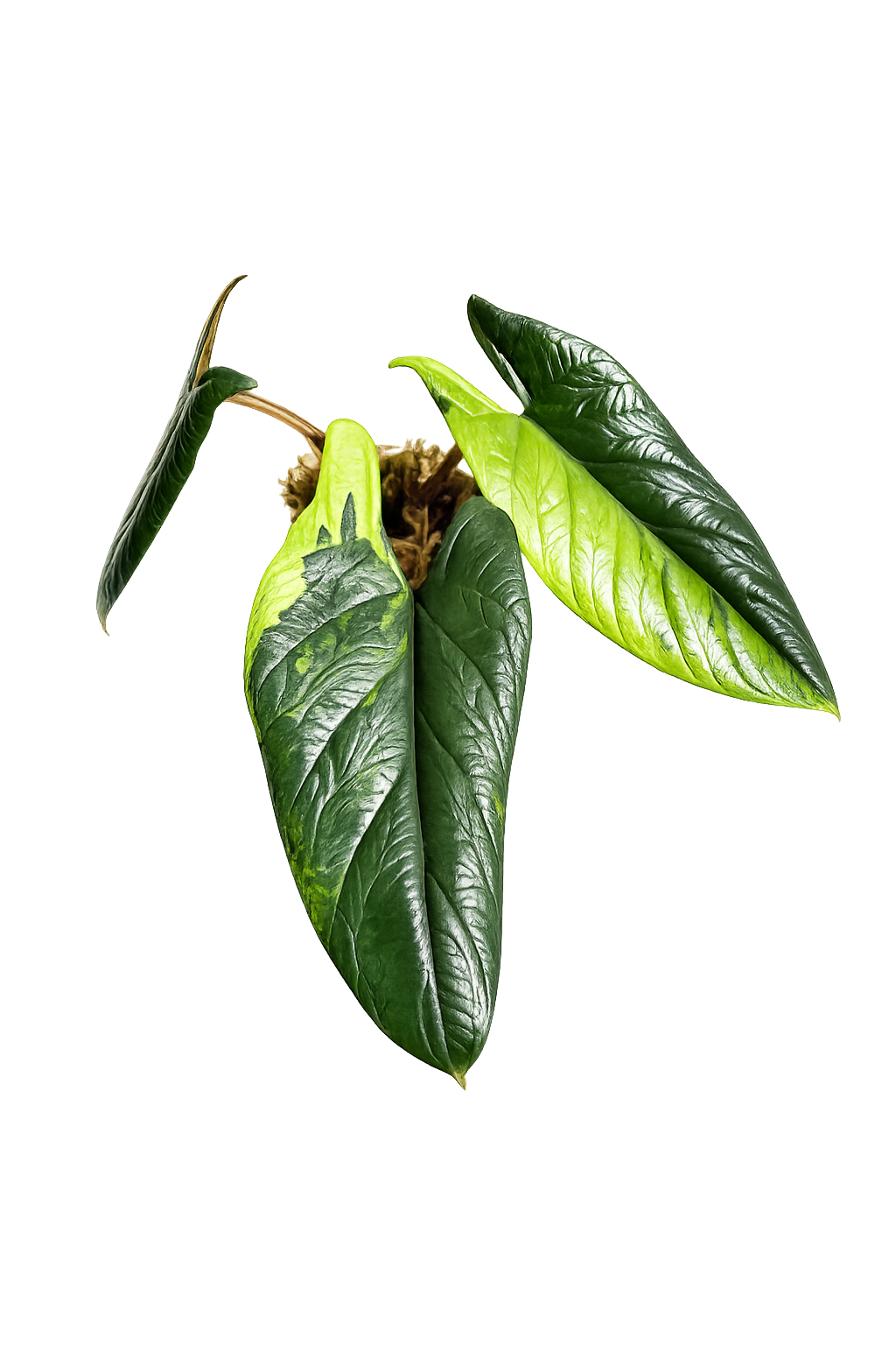 Alocasia Scalprum Aurea (Rhizom)