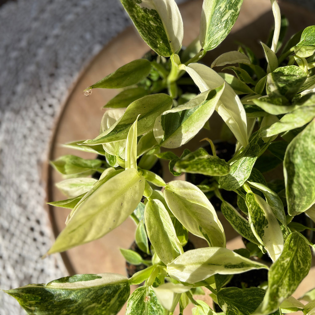 Philodendron Jose Buono