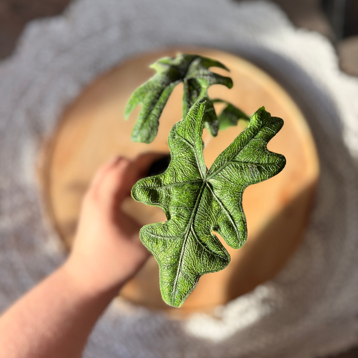 Alocasia Jacklyn