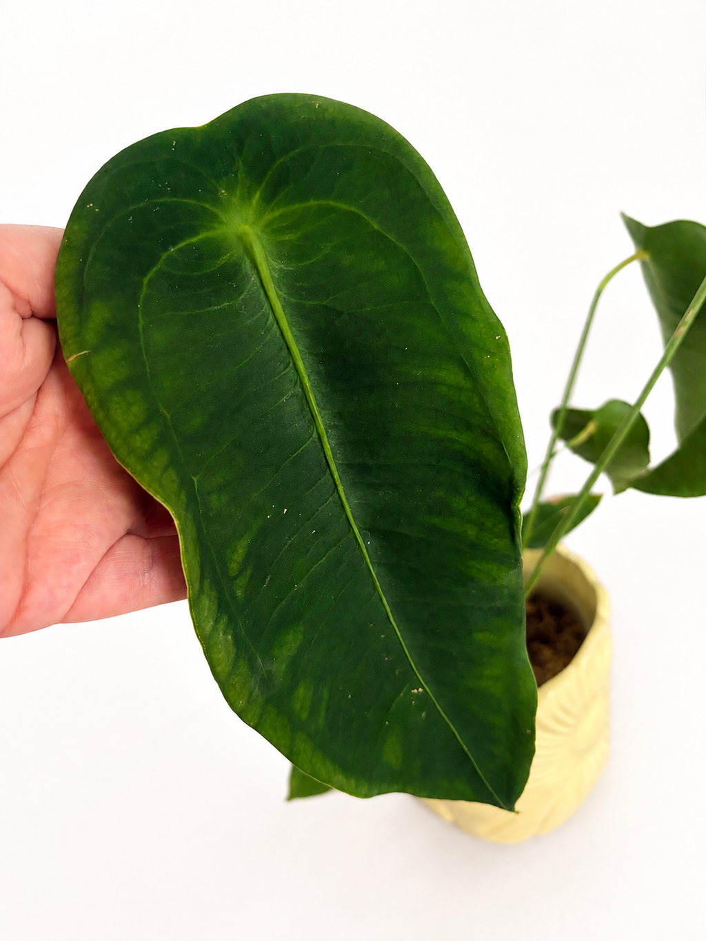 Anthurium Peltigerum (SAD PLANT)