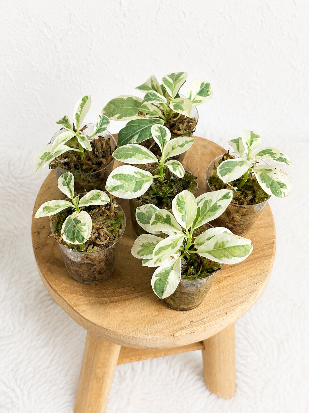 Ficus Lyrata Variegata