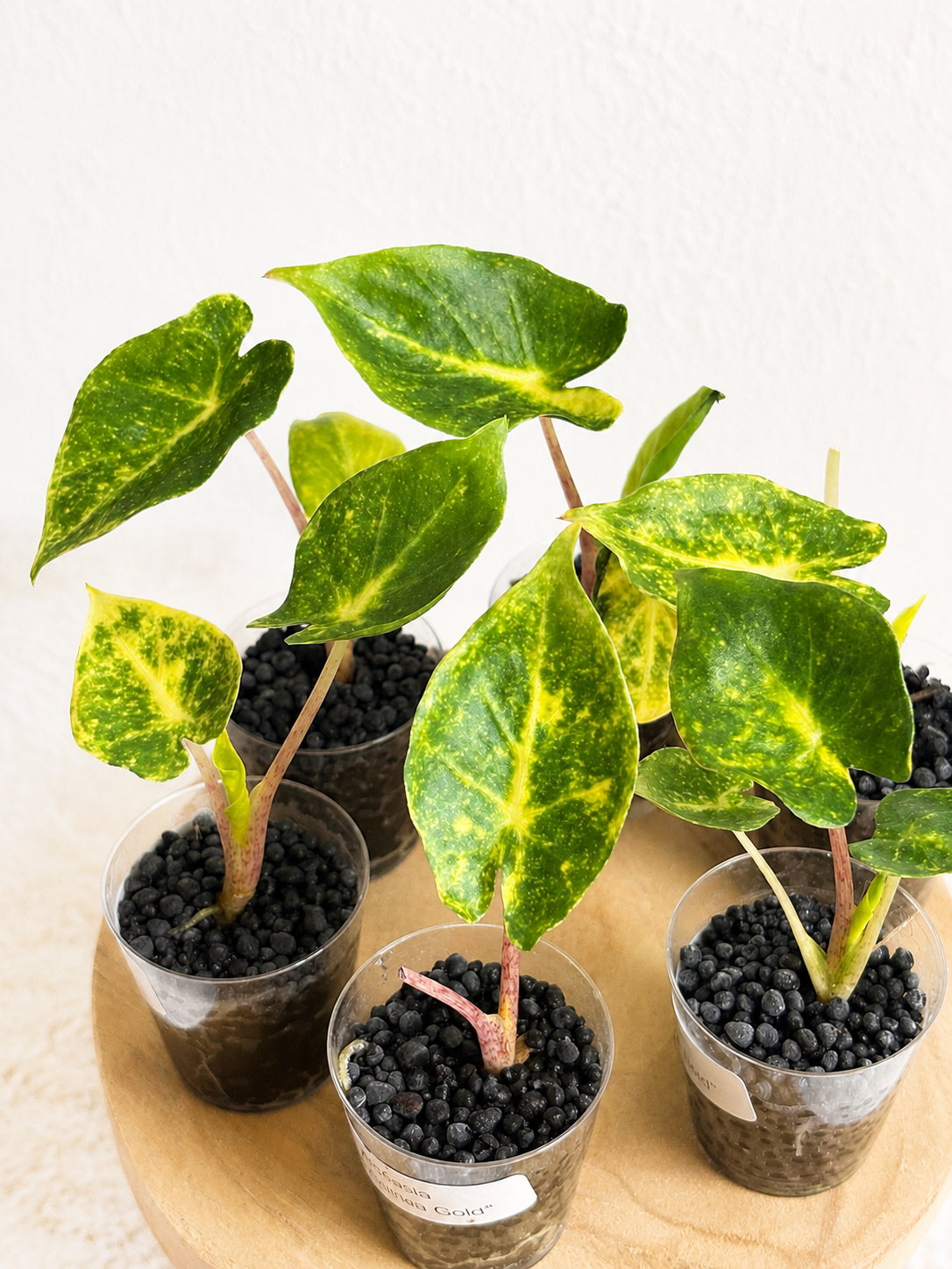Alocasia New Guinea Gold