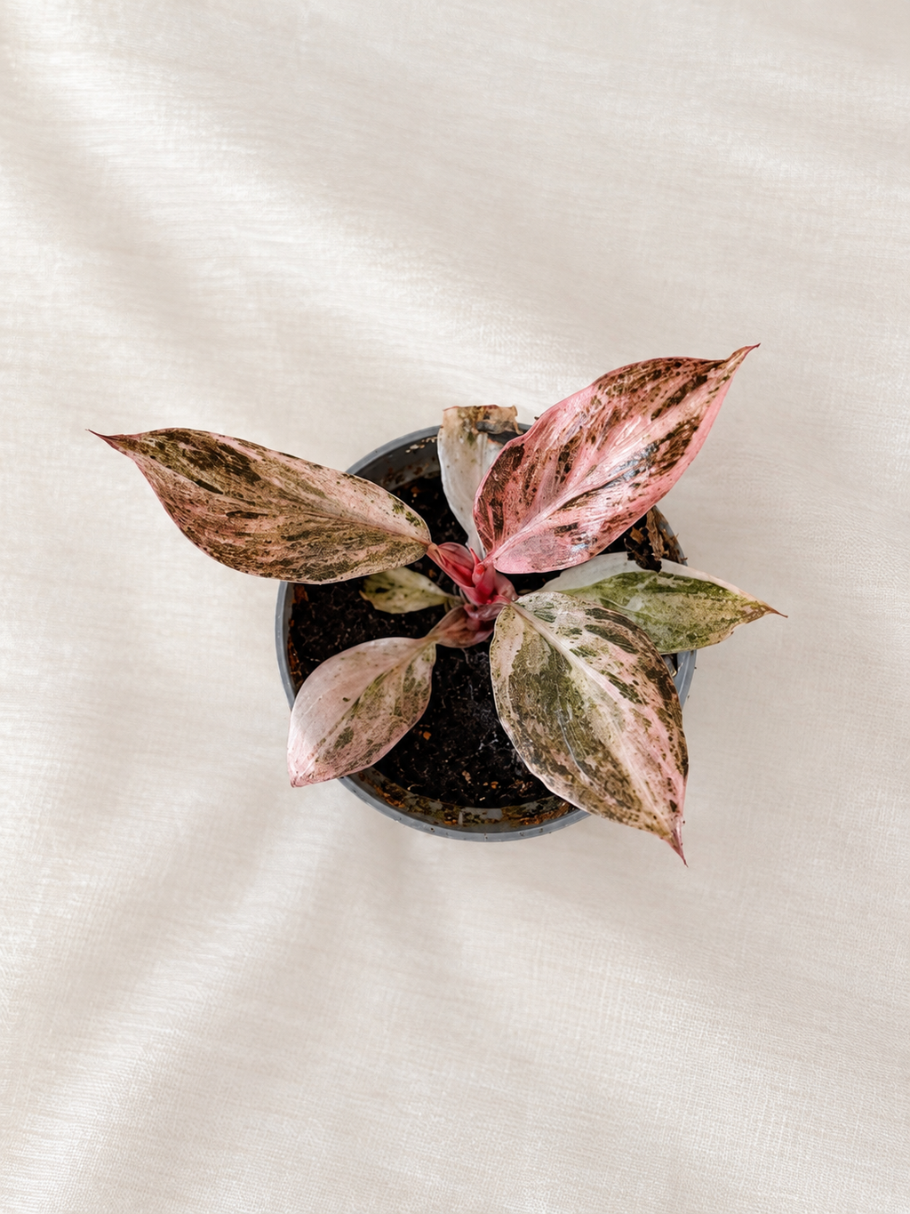Philodendron Fire Phoenix