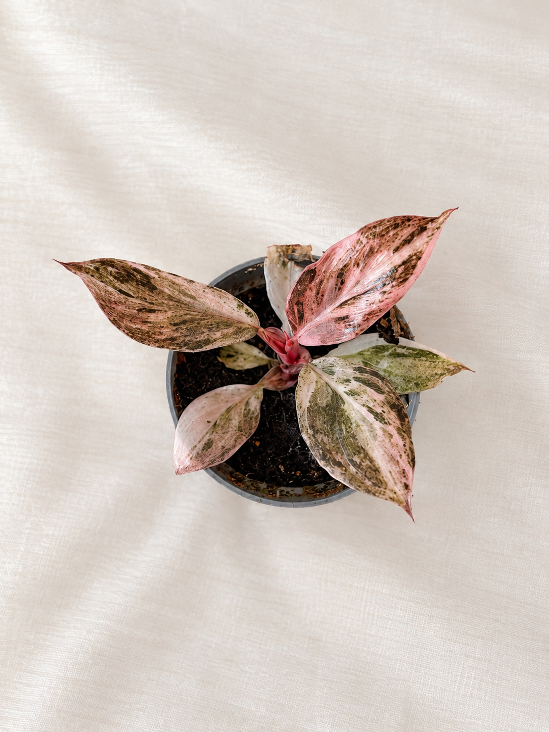 Philodendron Fire Phoenix
