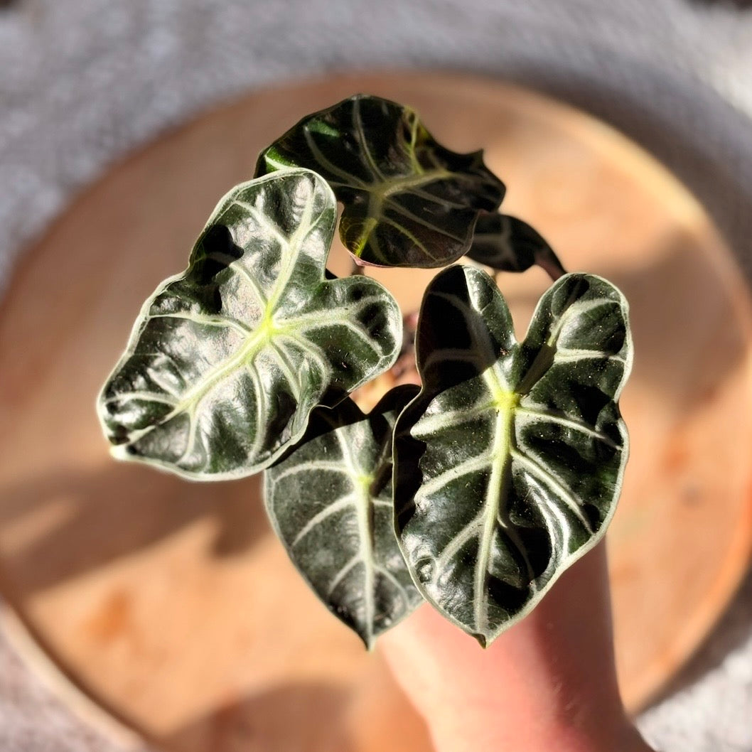 Alocasia Balloon Heart