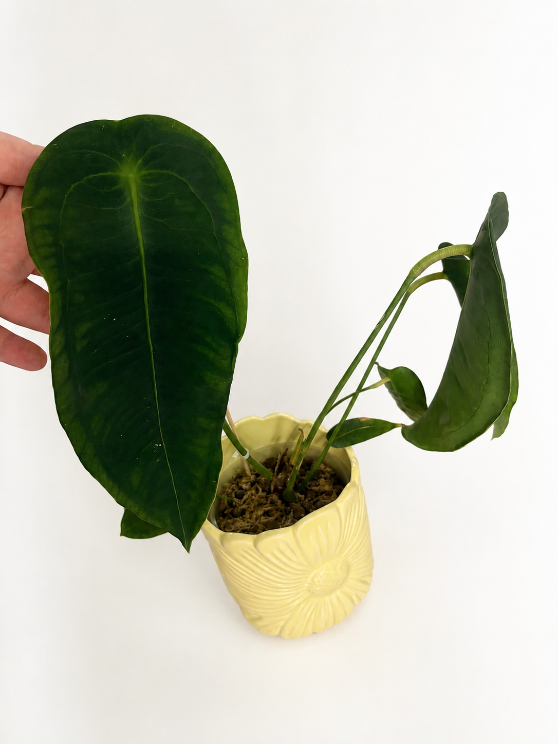 Anthurium Peltigerum (SAD PLANT)