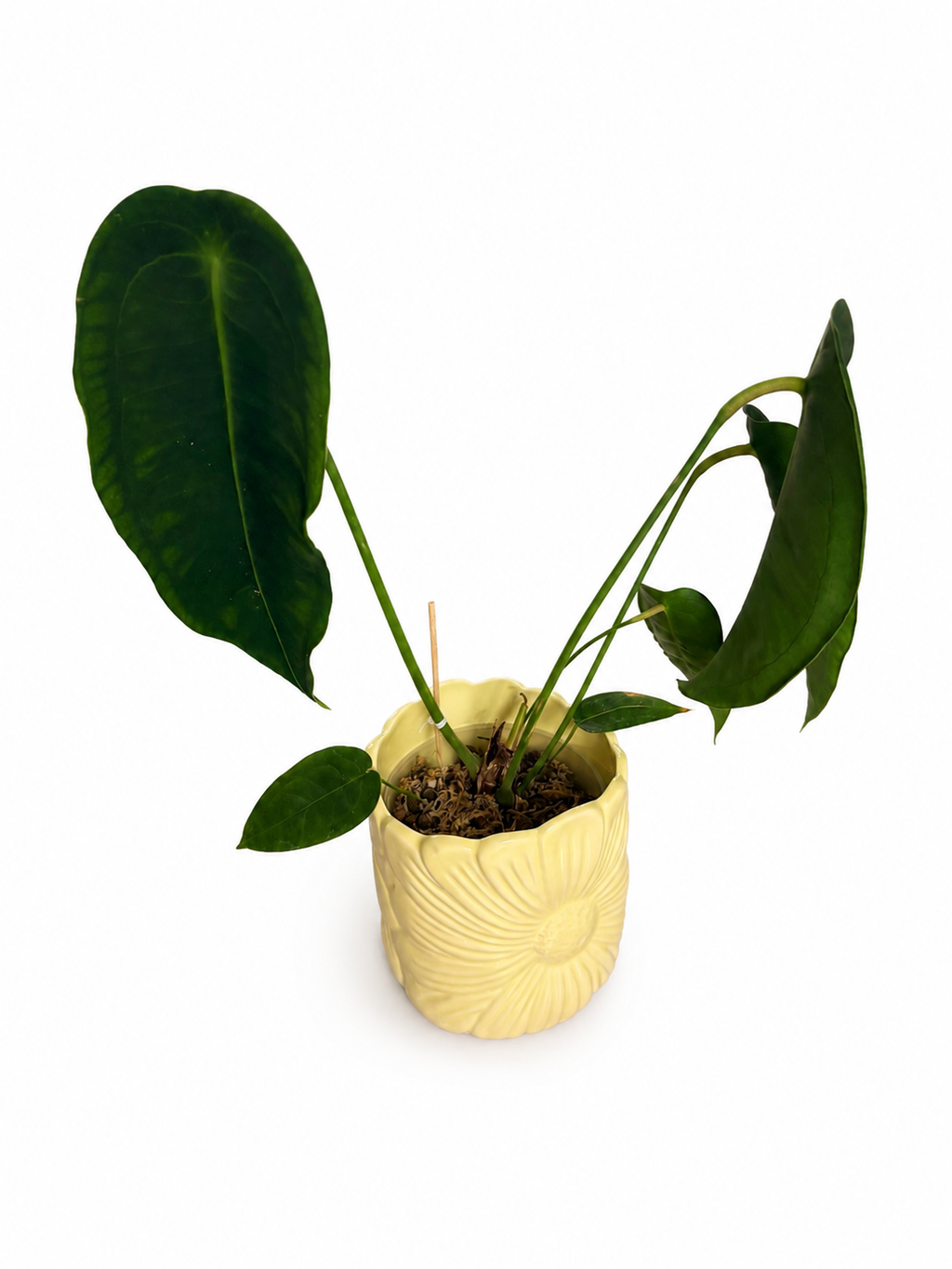 Anthurium Peltigerum (SAD PLANT)