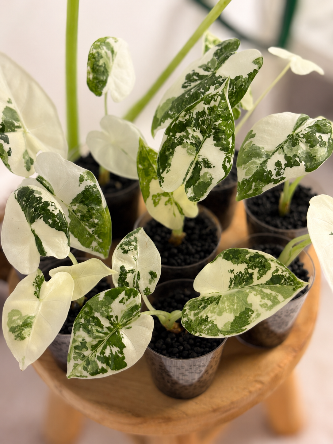 Alocasia Frydek Variegata