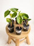 Alocasia New Guinea Gold