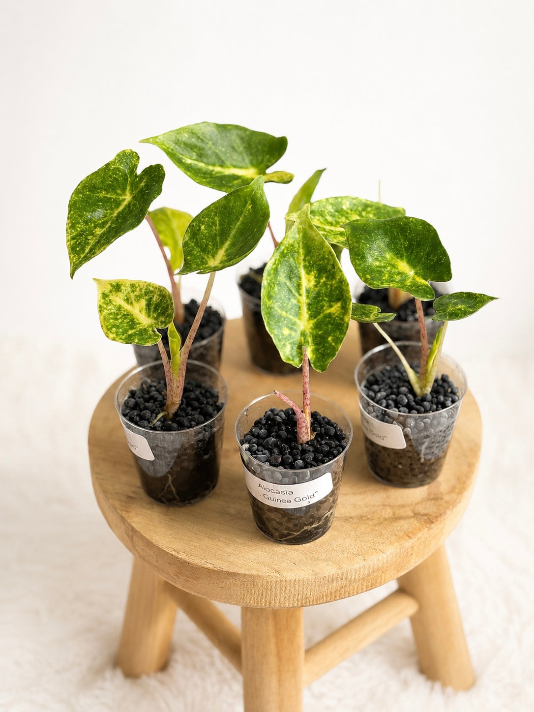 Alocasia New Guinea Gold