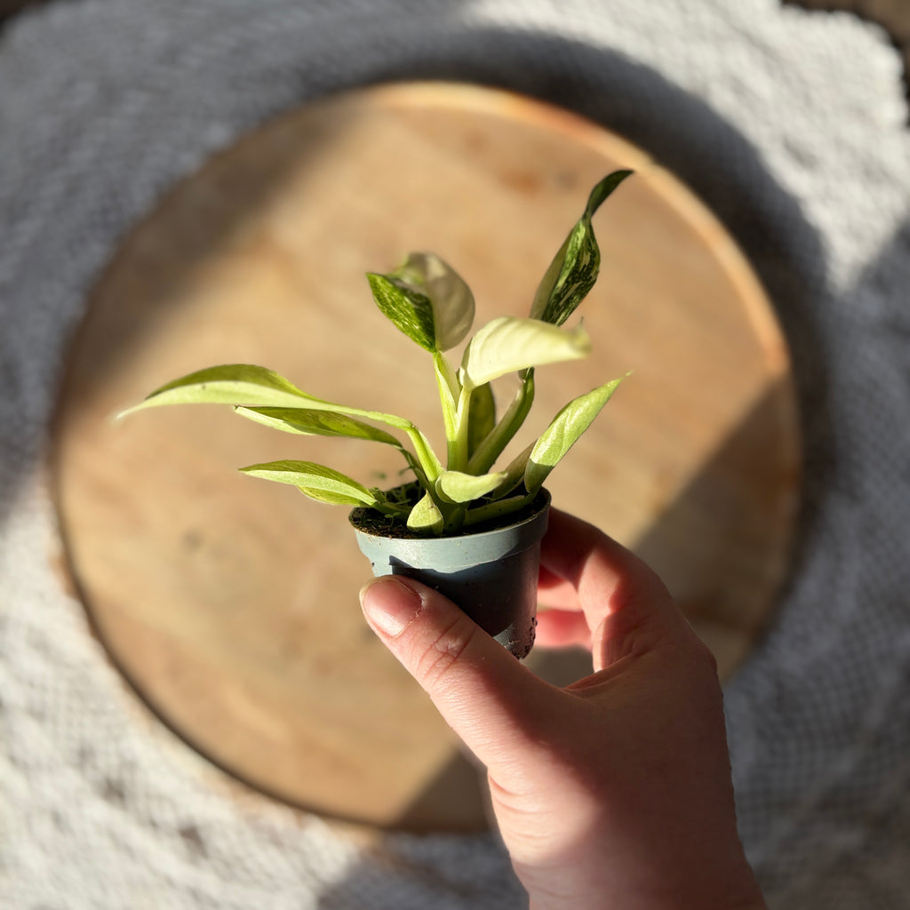 Philodendron Jose Buono