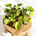 Philodendron Billietiae Variegata