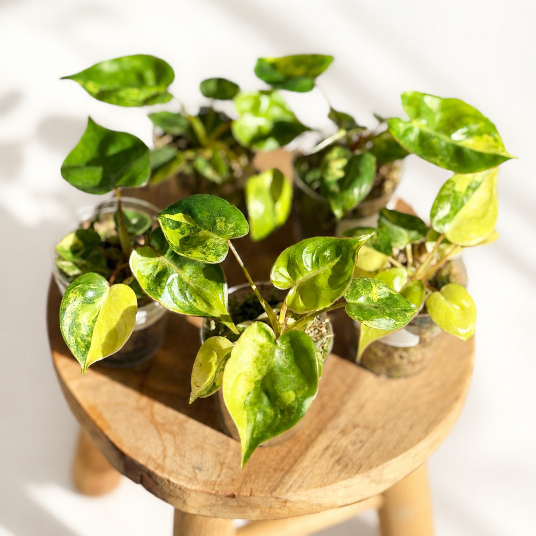Philodendron Billietiae Variegata