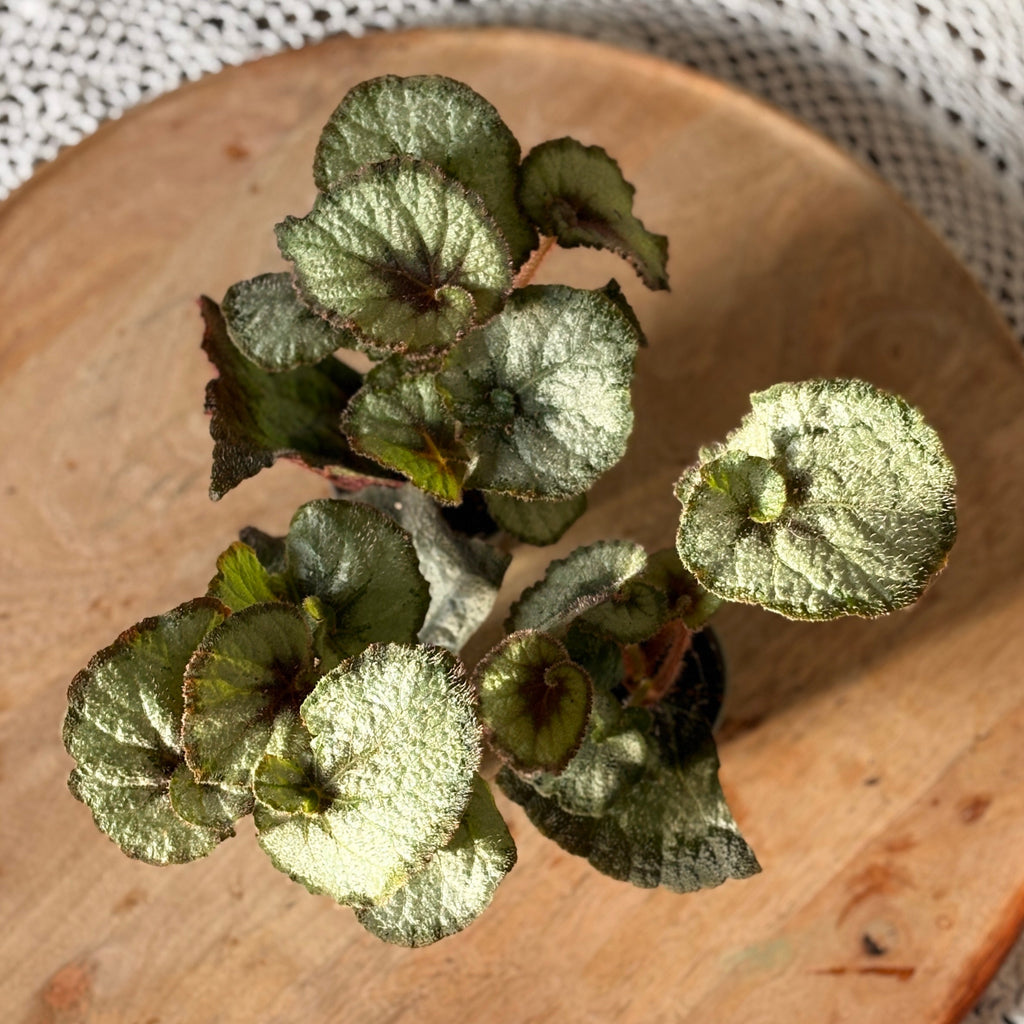 Begonia Spirit of Java