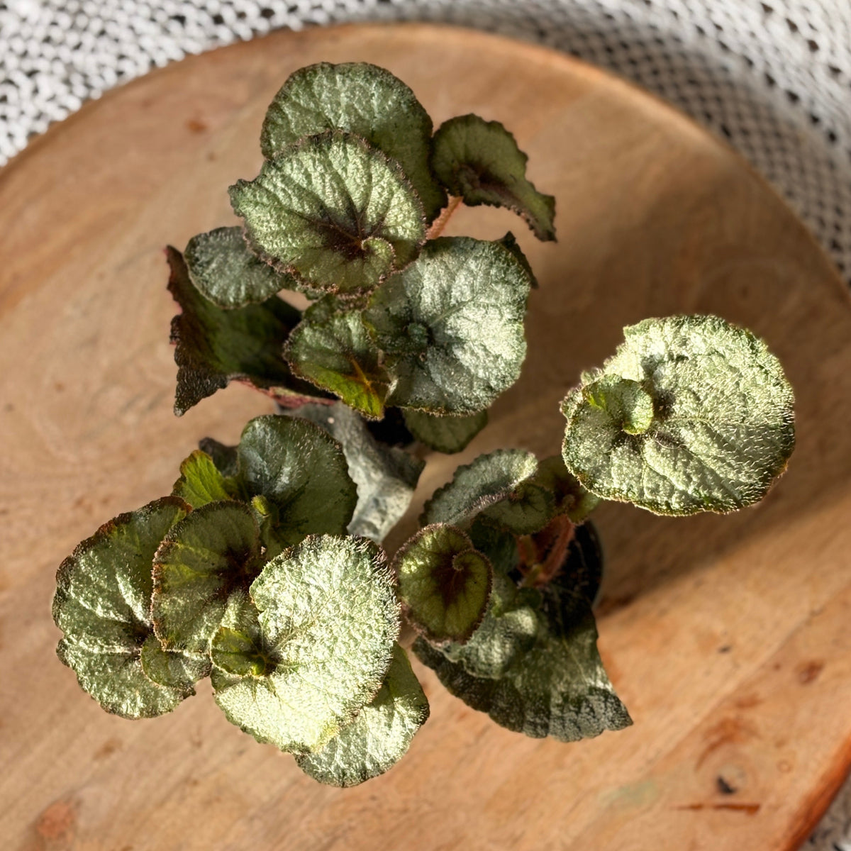Begonia Spirit of Java
