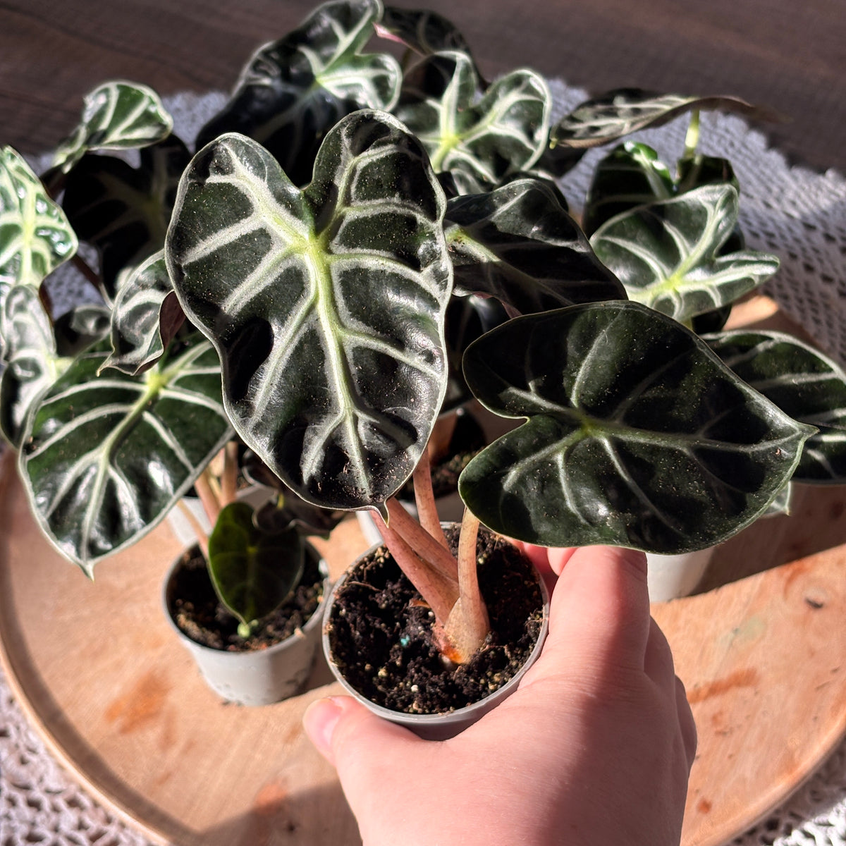 Alocasia Balloon Heart