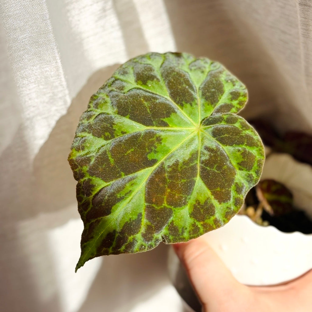 Begonia Barsalouxiae