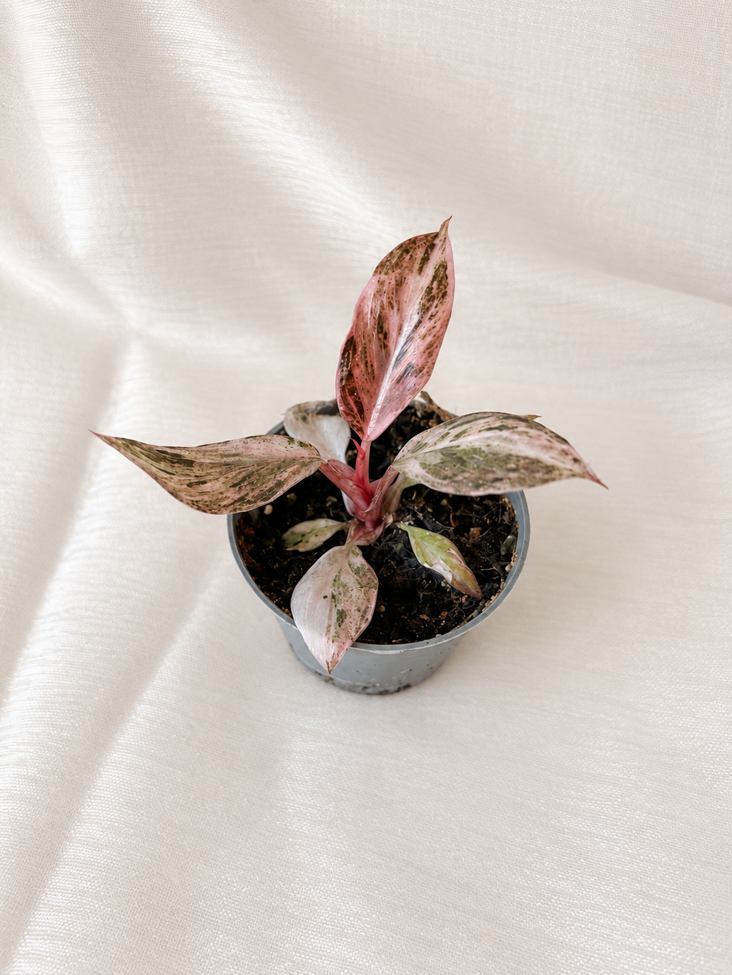 Philodendron Fire Phoenix