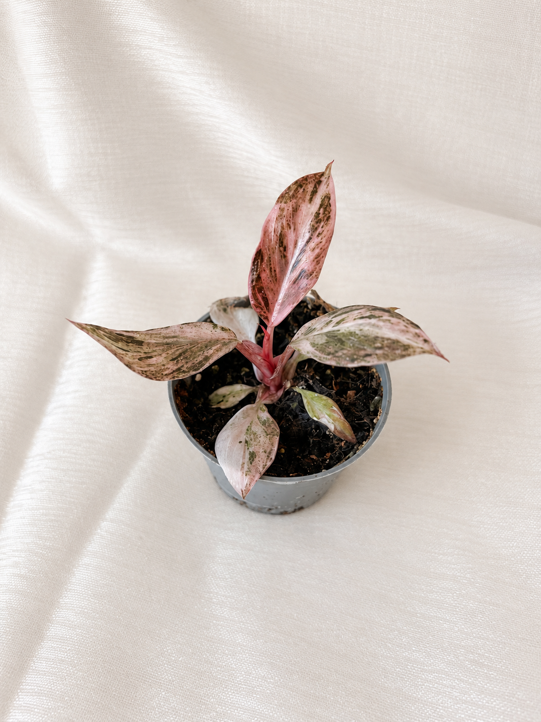 Philodendron Fire Phoenix
