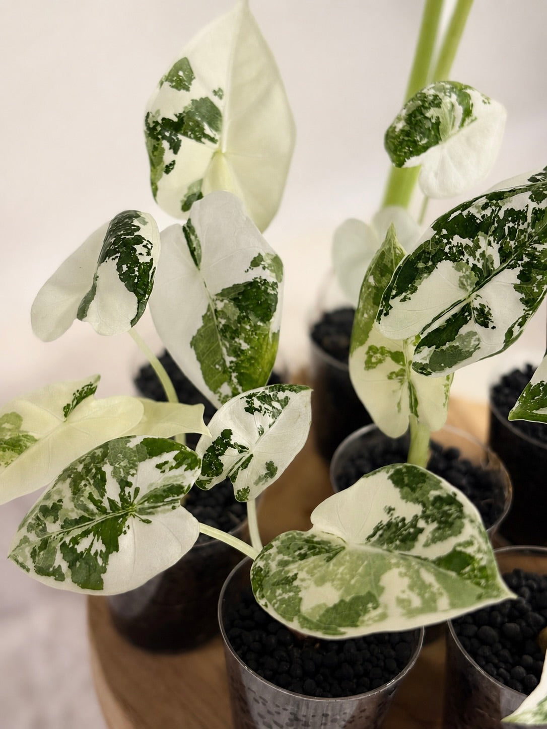 Alocasia Frydek Variegata