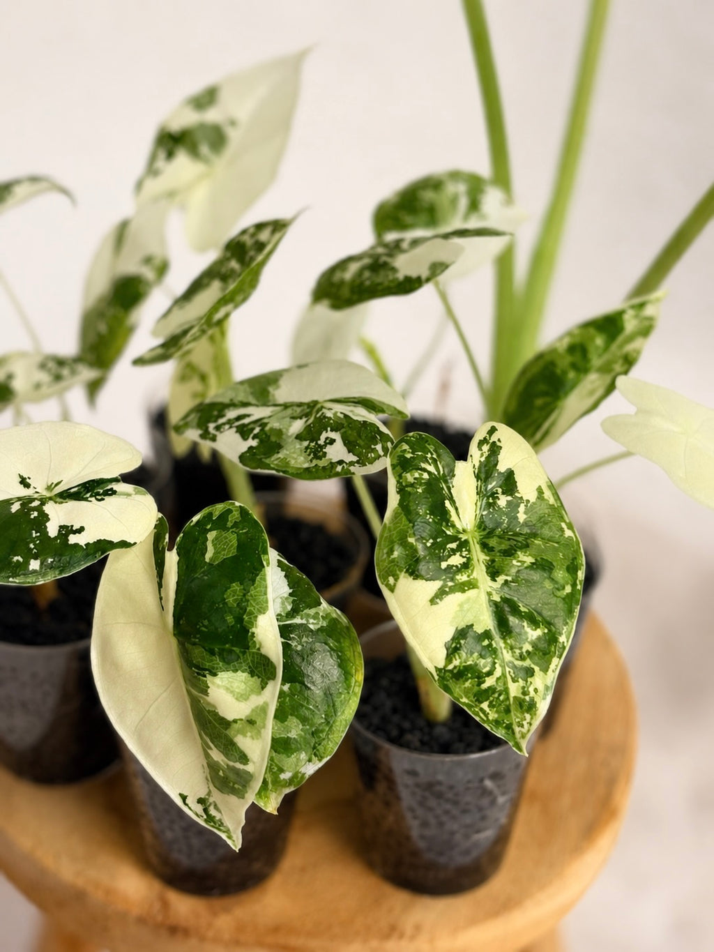 Alocasia Frydek Variegata