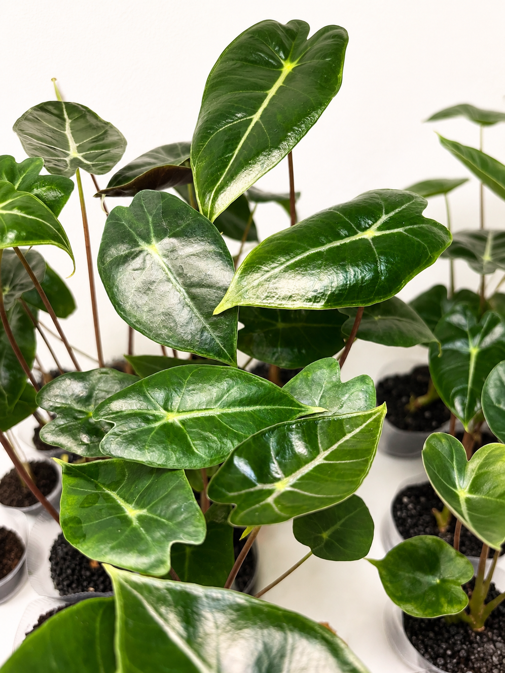 Alocasia Suhirmaniana Purple Vein