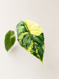 Alocasia Dragon Scale albo variegata (sad plant)