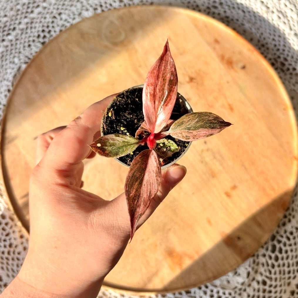 Philodendron Fire Phoenix