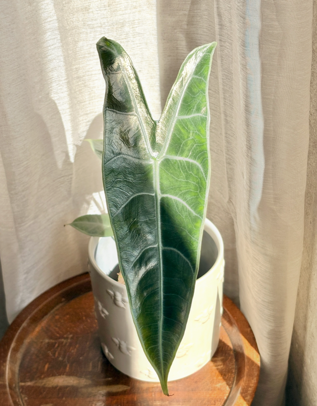 Alocasia Longiloba Silver