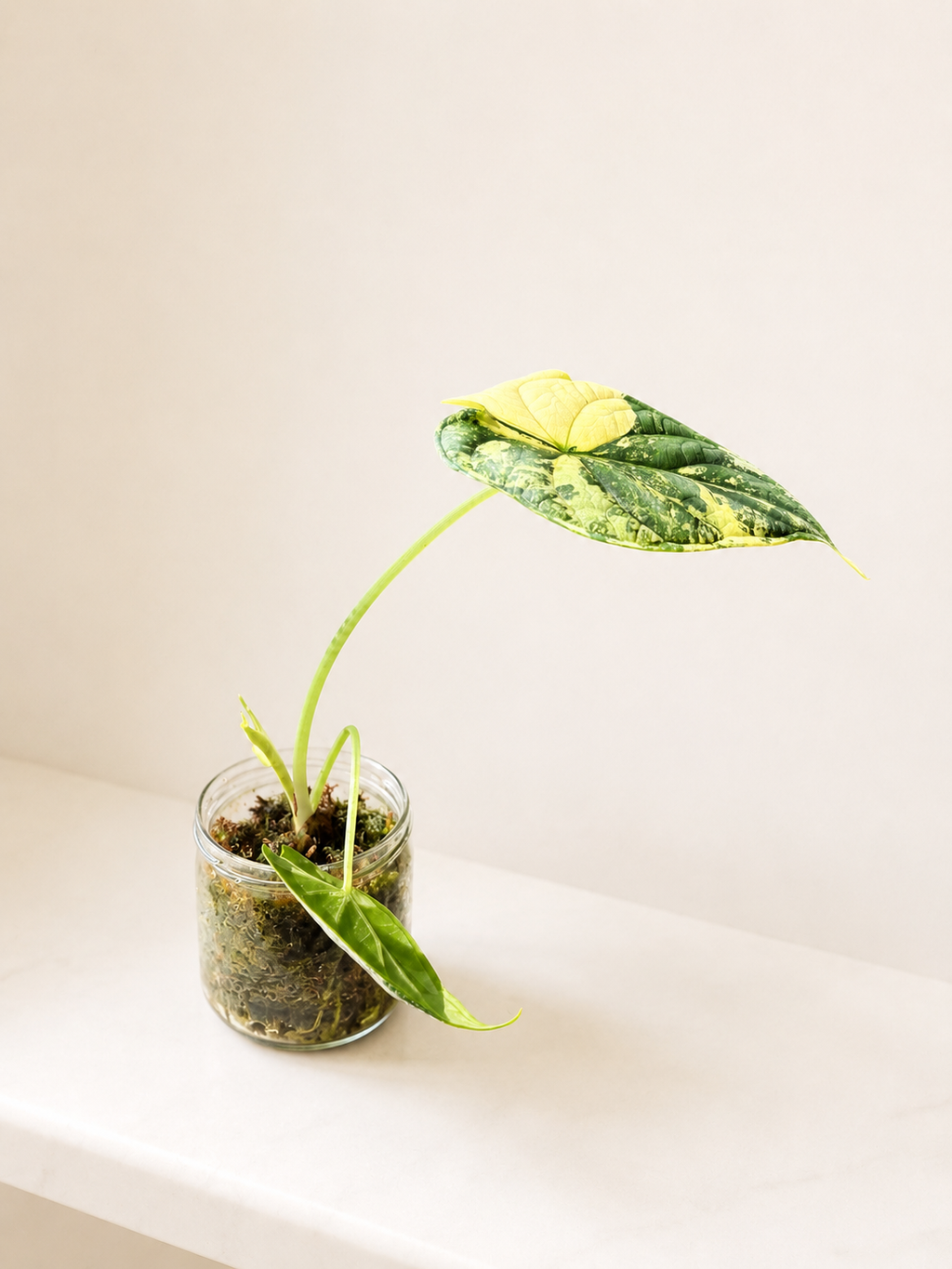 Alocasia Dragon Scale albo variegata (sad plant)