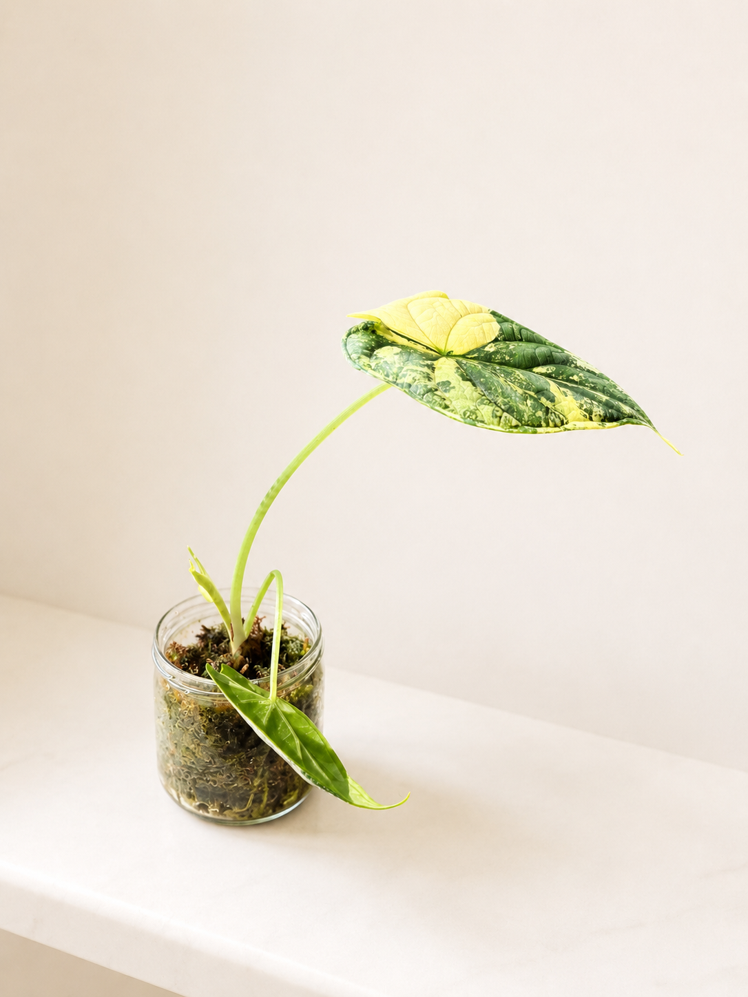 Alocasia Dragon Scale albo variegata (sad plant)