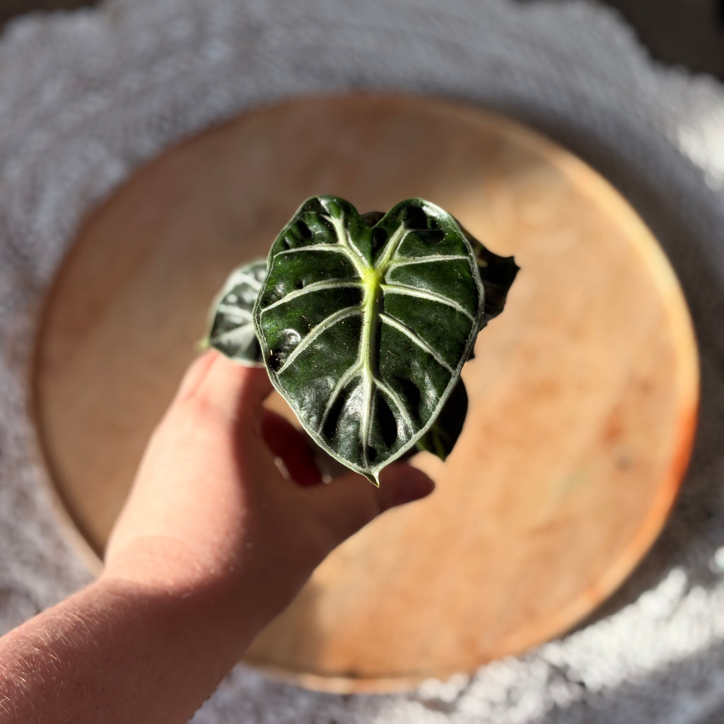 Alocasia Balloon Heart