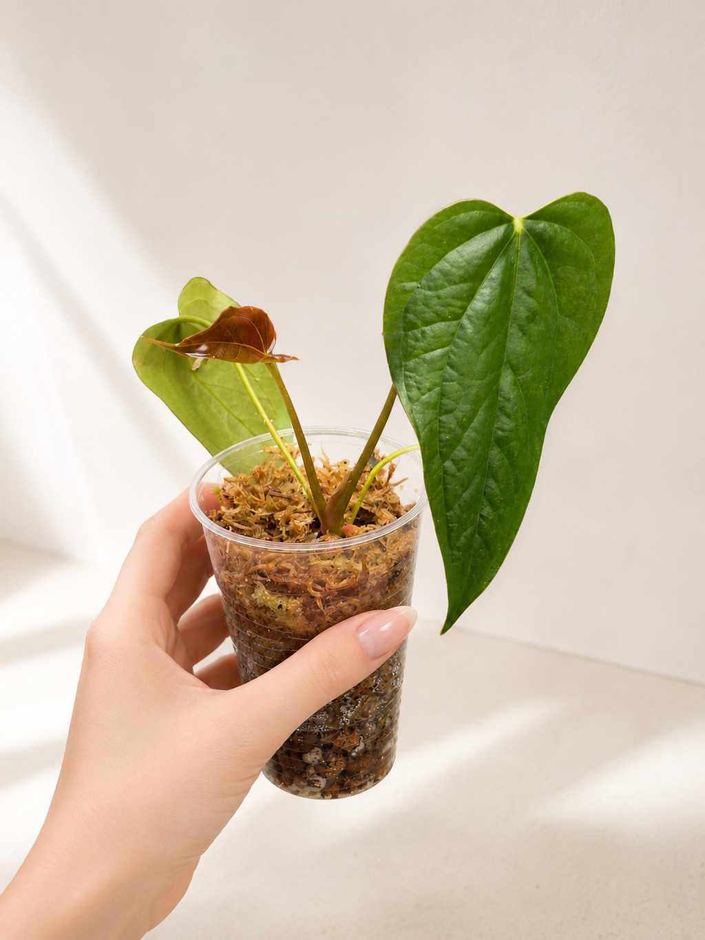 Anthurium Queen of Hearts