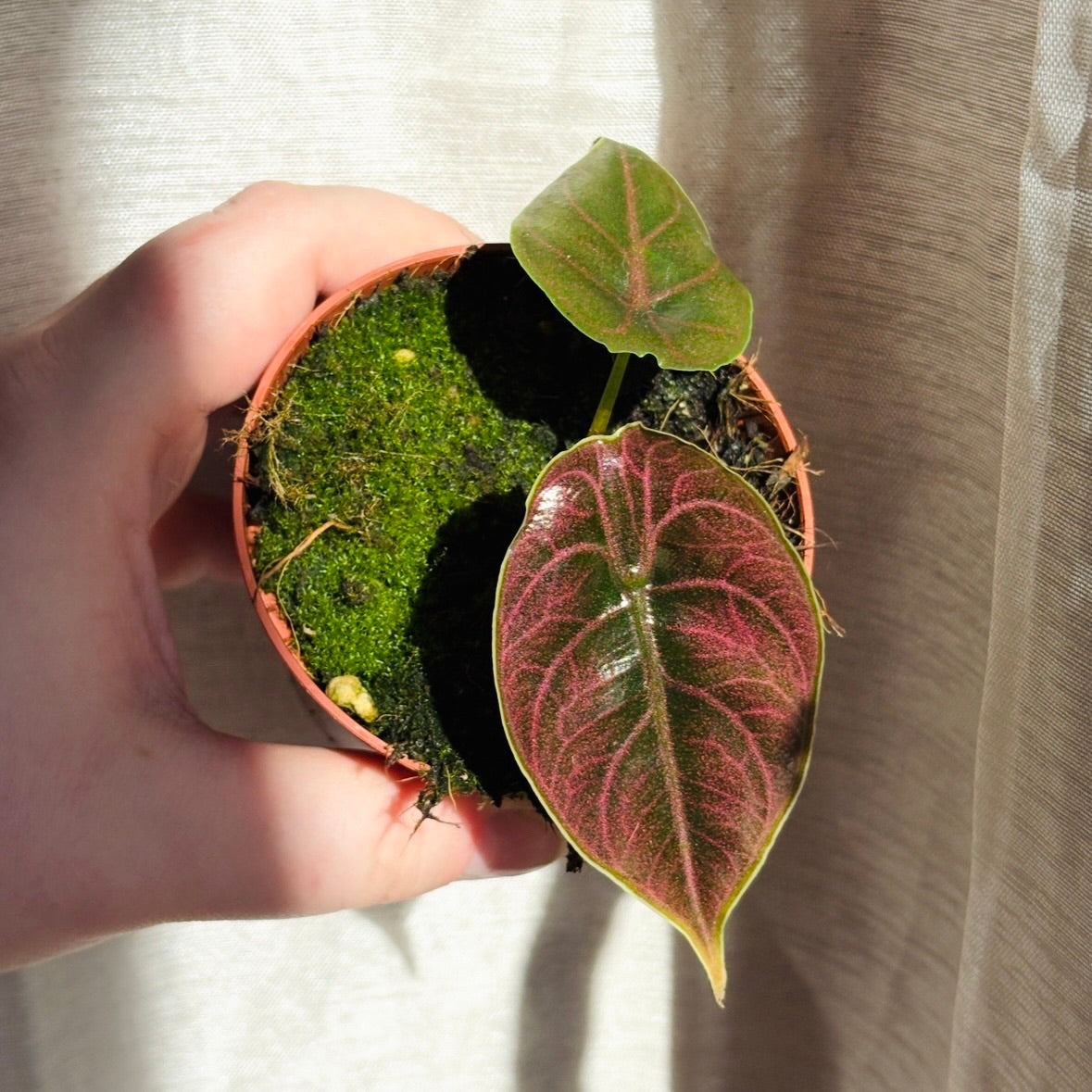 Alocasia Azlanii