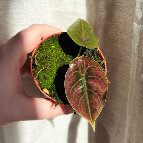 Alocasia Azlanii