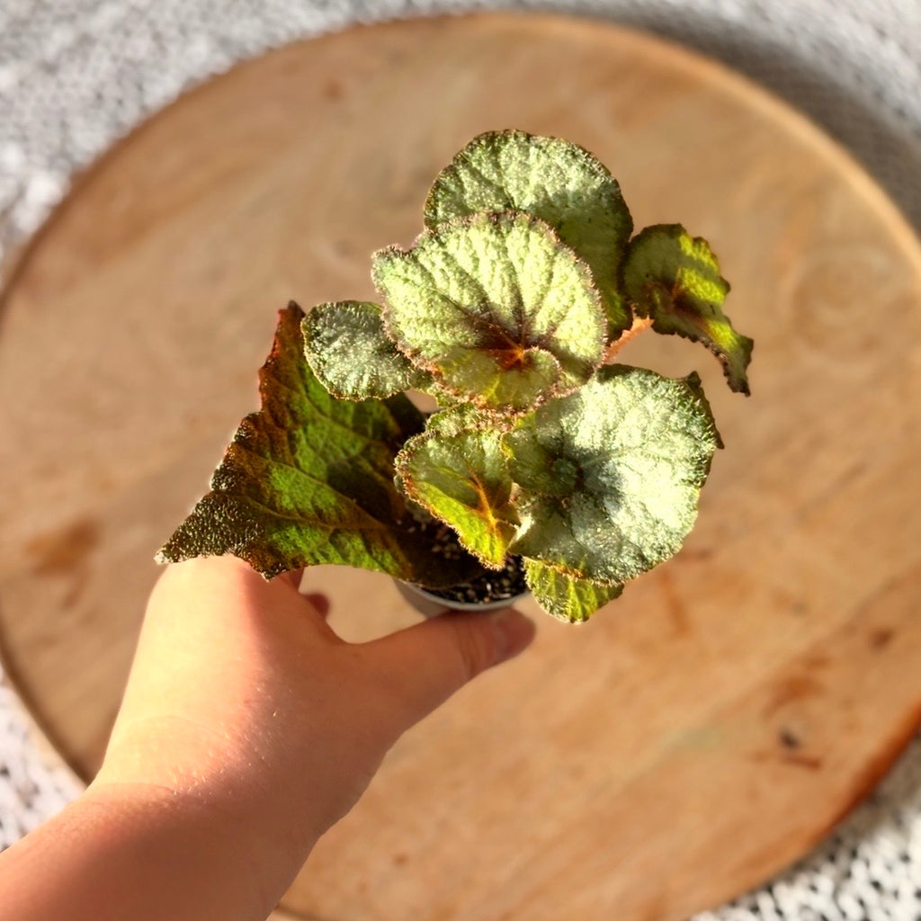 Begonia Spirit of Java