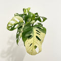 Monstera Adansonii Variegata (Stecklinge)