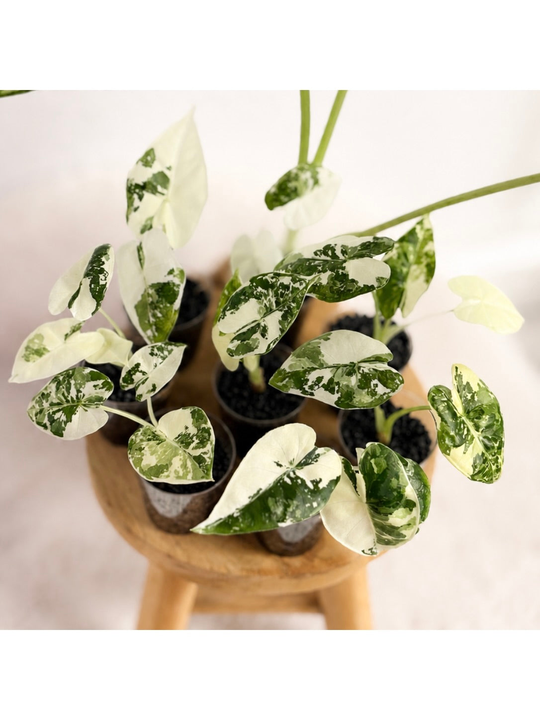 Alocasia Frydek Variegata