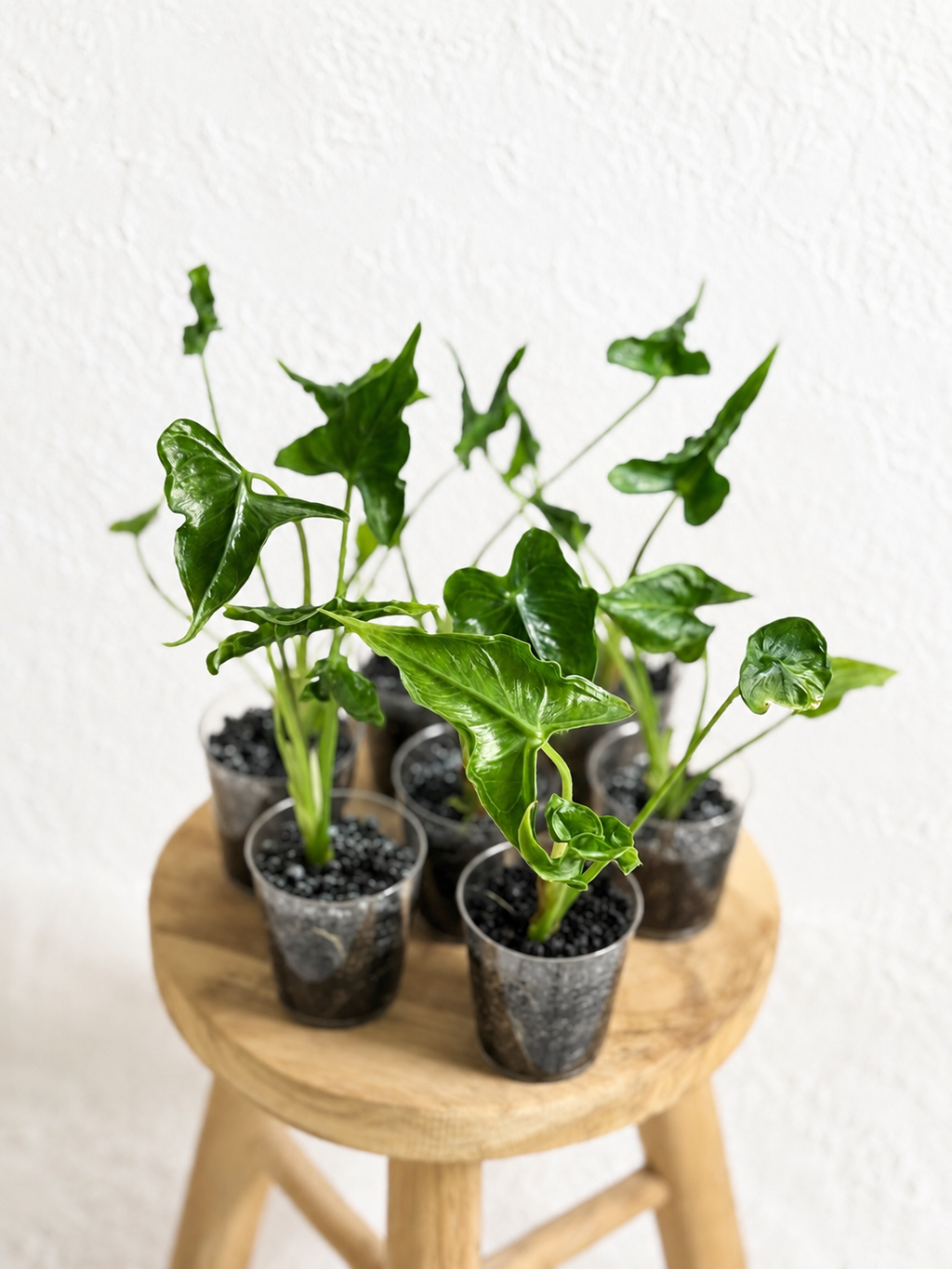 Alocasia Teletubbies
