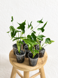 Alocasia Teletubbies