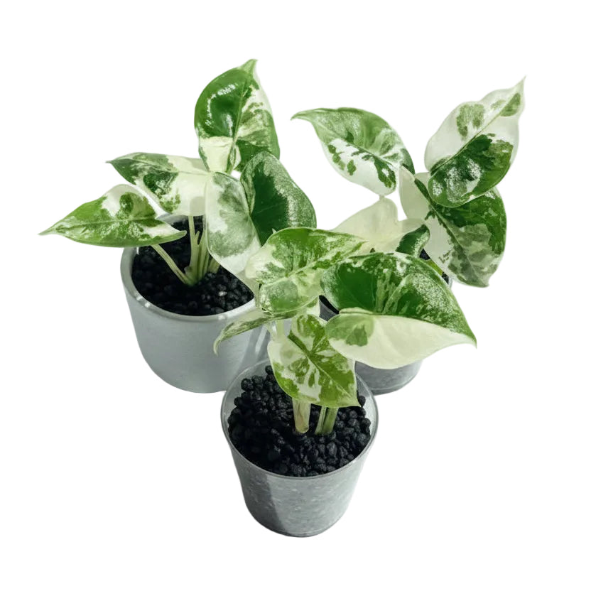 Alocasia Frydek Variegata