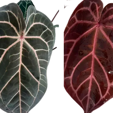 Anthurium Wonderboy x Michelle