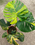 Monstera Yellow Marilyn