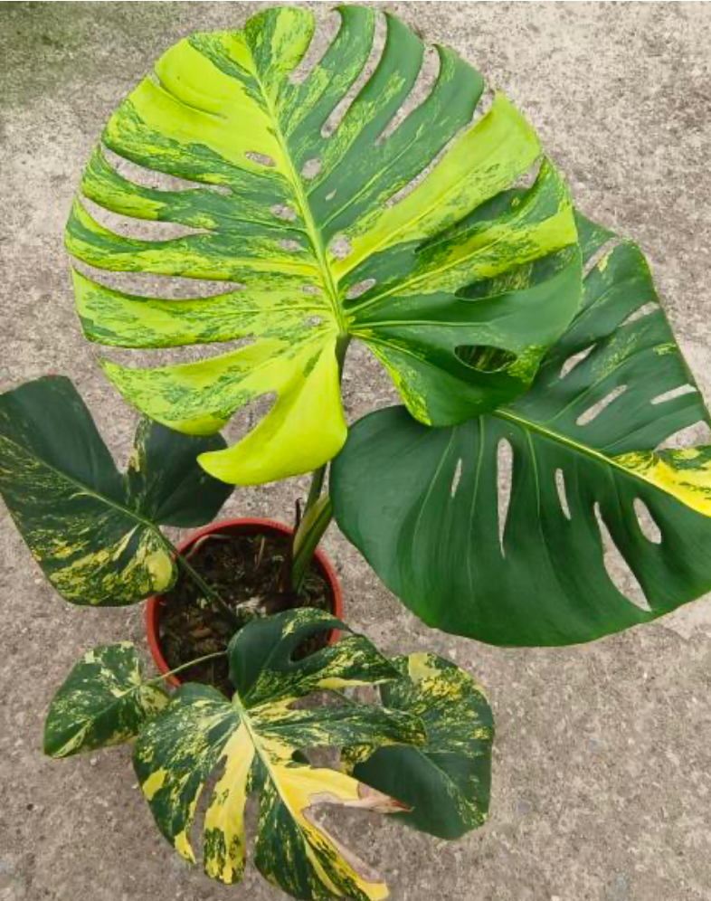 Monstera Yellow Marilyn