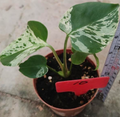 Monstera deliciosa Bulbasaur