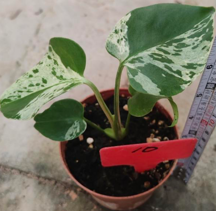 Monstera deliciosa Bulbasaur