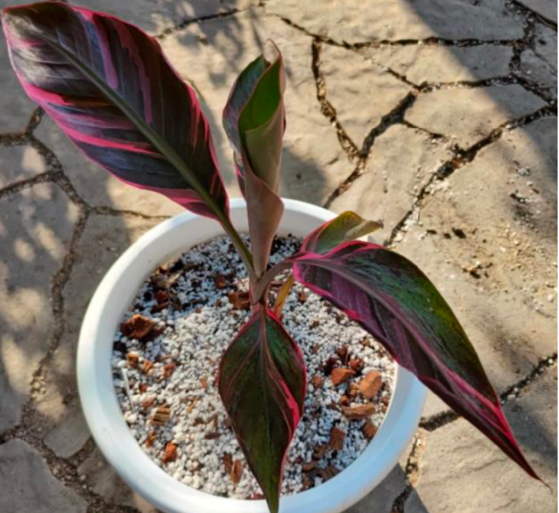 Musa nono Pink Variegata