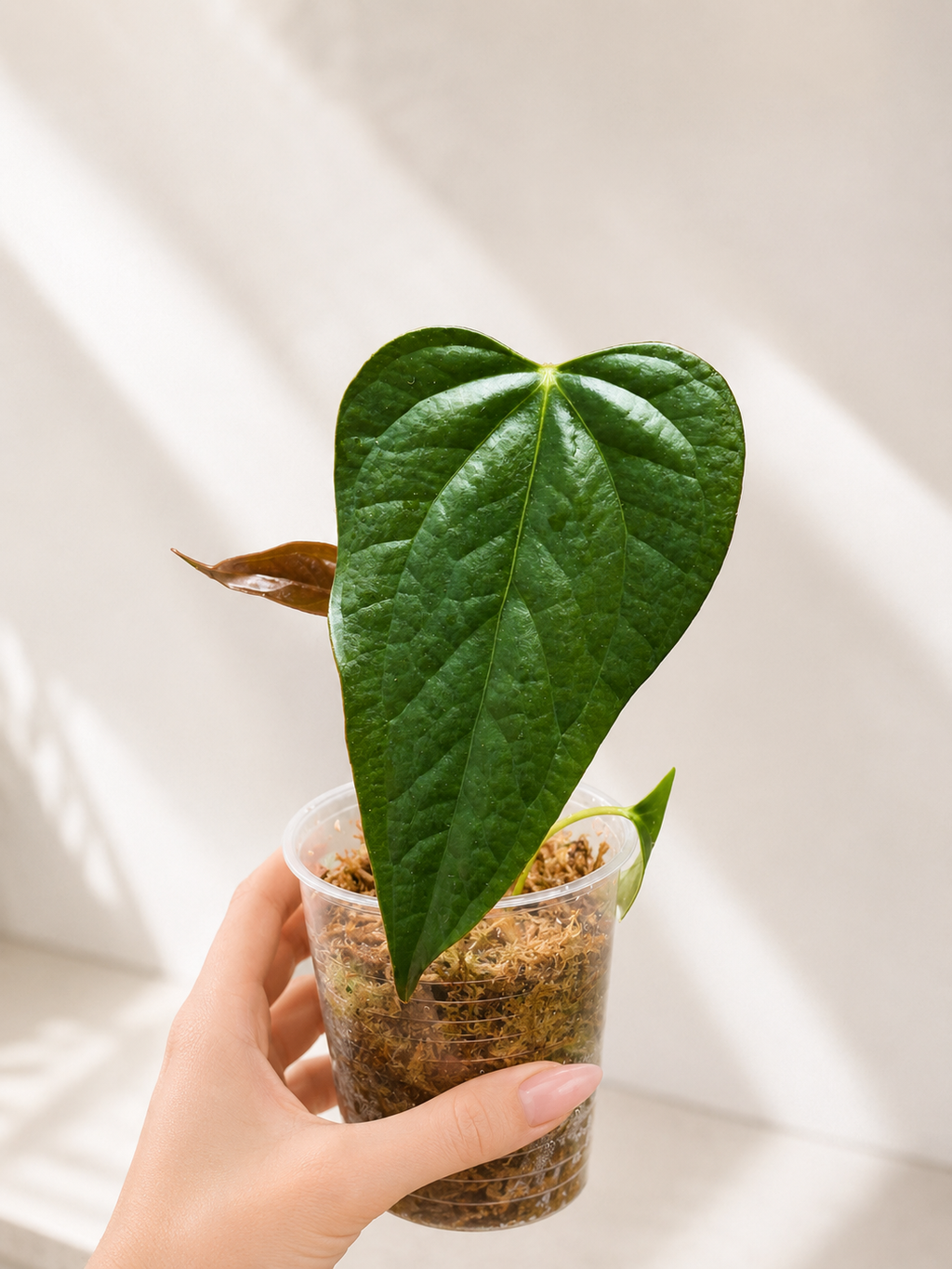 Anthurium Queen of Hearts