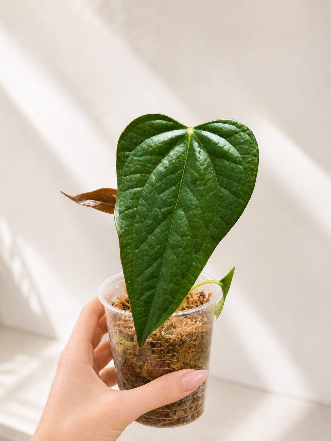 Anthurium Queen of Hearts